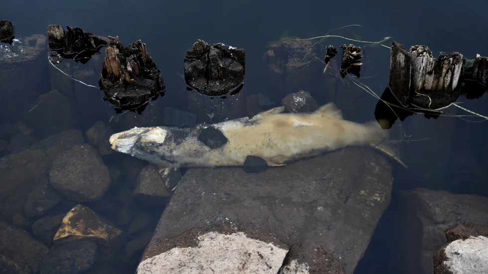 Döda fiskar ligger synliga på flera håll. Den här bilden är tagen i närheten av Kanotudden. Foto: Elisabeth Eriksson.