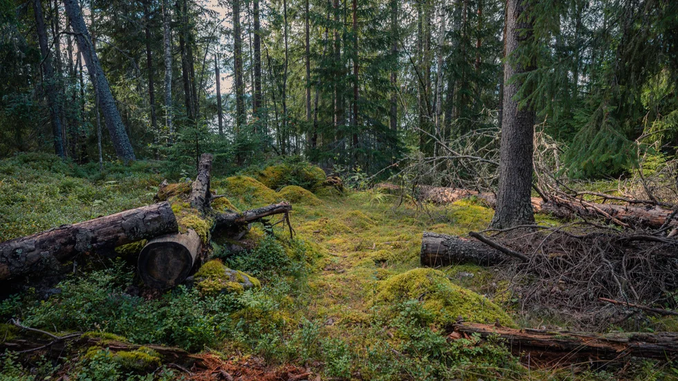 "Svenskar i allmänhet har en relation till skogen och många rör sig ofta i naturen. Coronakrisen och friluftsvurmen har gjort dem ännu fler. Den som har gått i en skog kommer att bry sig om hur den brukas."