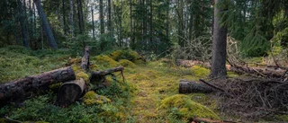 Så blev skogen till ett politiskt slagfält