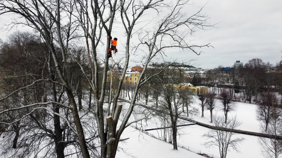 Arboristen Simon Nilsson högt uppe i en av de sjuka almarna i Bruksparken.