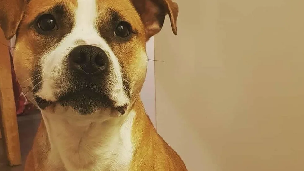Hunden Ozzy blev förgiftad av narkotikaklassad medicin.