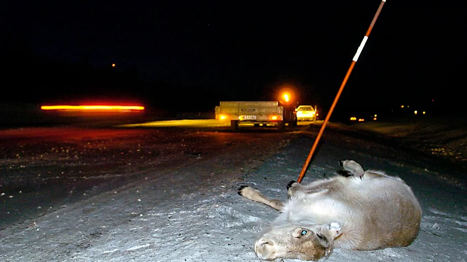 Olycka. Målet med forskningsprojektet är att renpåkörningarna ska minska. Foto: Lars Eriksson.