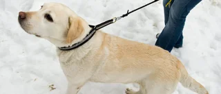 Ta hänsyn till oss är ute och går med hunden