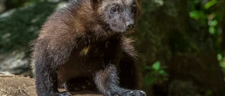 Järv på rymmen får inte jagas