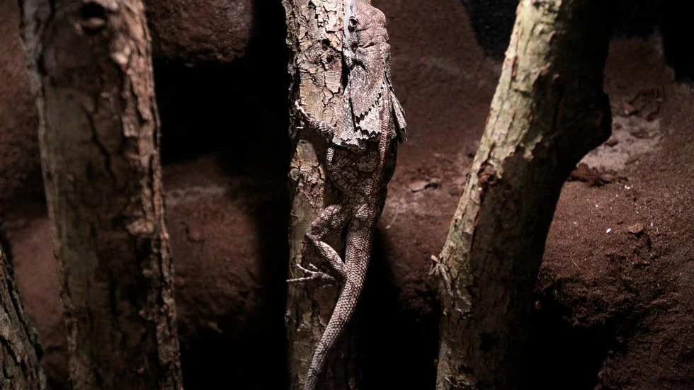 Ormpinne. Kvinnan ska ha slagit pojkvännen med en träpinne som fanns i ett ormterrarium.