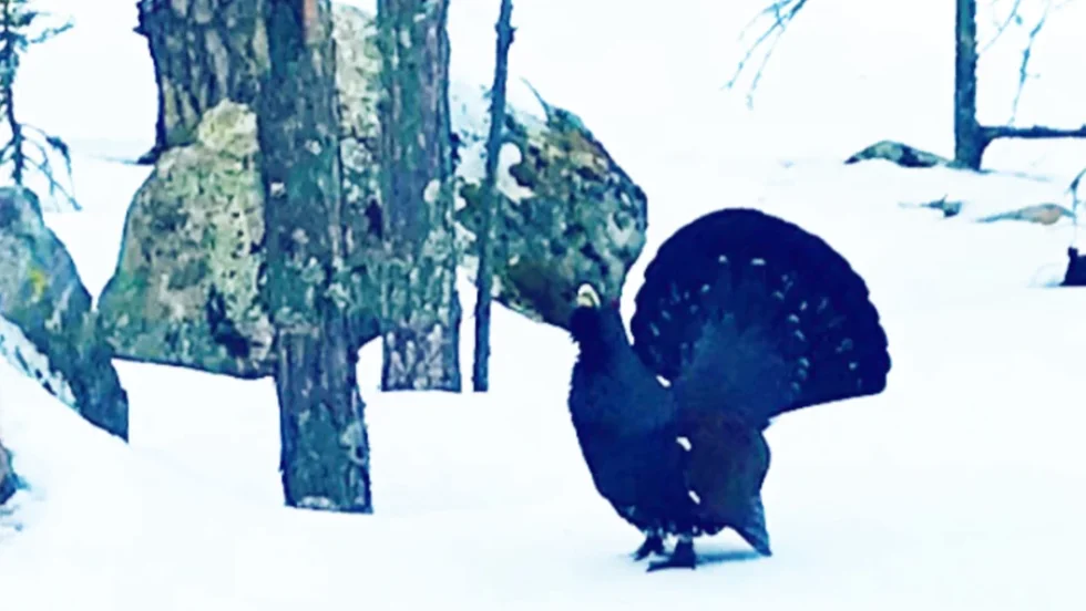 Tjädertuppen på Vitberget har attackerat ett antal skidåkare de senaste åren. 