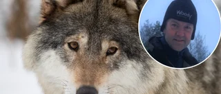 Han såg varg i Marmorbyn: "Är hundra procent säker"