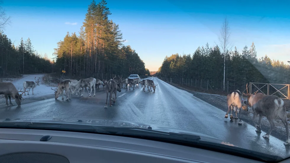 Renar blockerar E4 söder om Bureå.