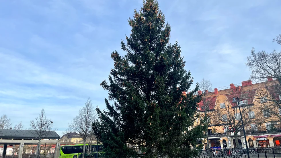 Julgranen står stadigt på Stortorget, försäkrar Josefin Lundin. 