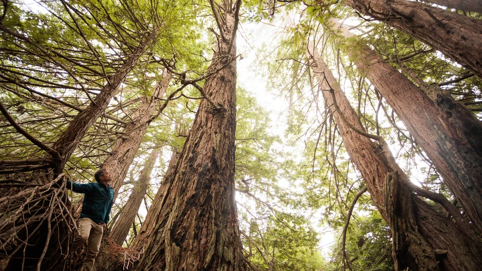 En grupp med redwood-älskare vill köpa upp ett område längs med Lost Coast i norra Kalifornien, för att bevara skogen.
