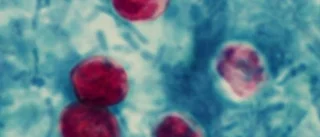 Cryptosporidium gör comeback - på kosläpp