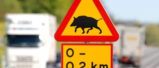 Flera vildsvinsolyckor i helgen