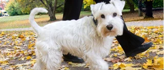 Hundägare på Anderstorp vill se förbättringar