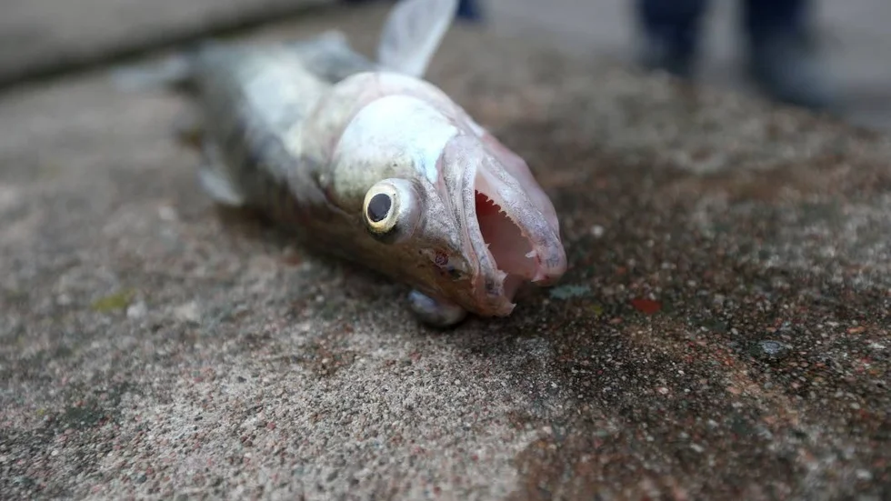 Gösdöd. Fortfarande oklart om Holmen kommer att bli tvungna att kompensera för de döda fiskarna i Motala ström.