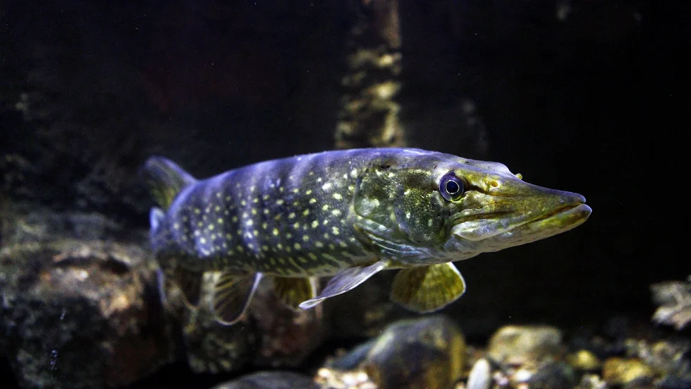 Gädda