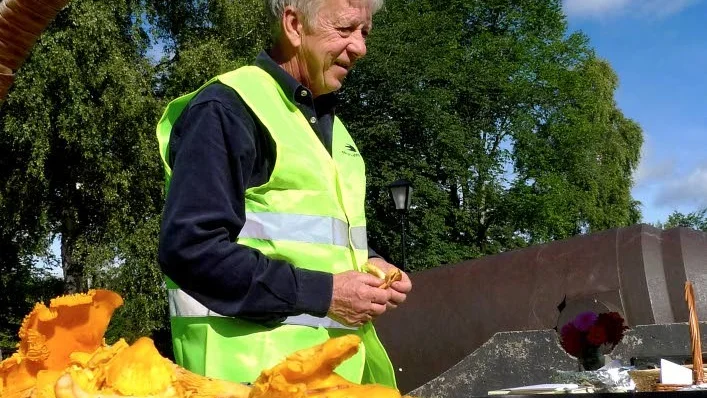 


Sven-Erik Pettersson rekommenderar att torka den svamp som kan torkas. Annars är kantareller godast hårdstekta tycker han.



