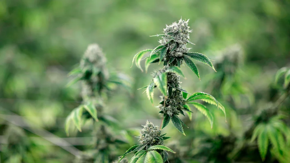 Stora cannabisodlingar har förstörts i Nigeria. Arkivbild.