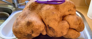 Monsterpotatis på 8 kilo – kan vara rekord