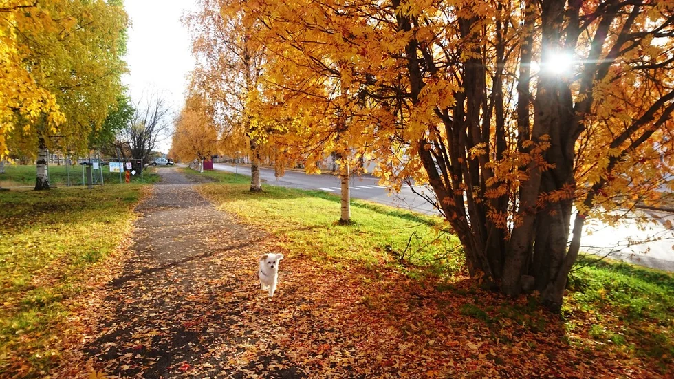 Ingela Airas har skickat in den här vackra höstbilden som hon tagit i Malmberget den 27 september, på promenad med hunden Iza.