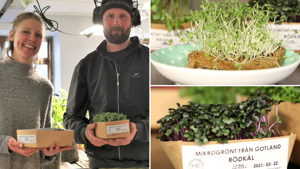 Hanna och Mikael Winther har börjat odla mikrogrönt hemma på gården, som de säljer till grossister och i deras gårdsbutik. 