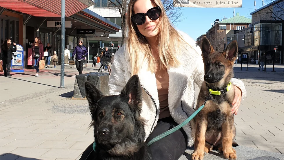 Emilia Jönsson hade sökt sig till centrala Luleå tillsammans med schäfrarna Freja och Java.