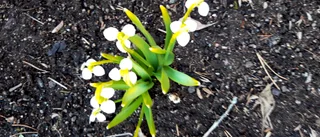 Snödropparna hälsar våren välkommen
