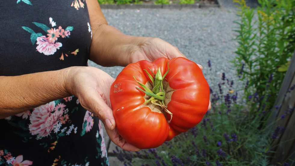 I årets första skörd var denna bamse på 955 gram den största. Den största tomat man odlat vägde 1,2 kg. Tomaterna ges bort, läggs in eller görs till marmelad.