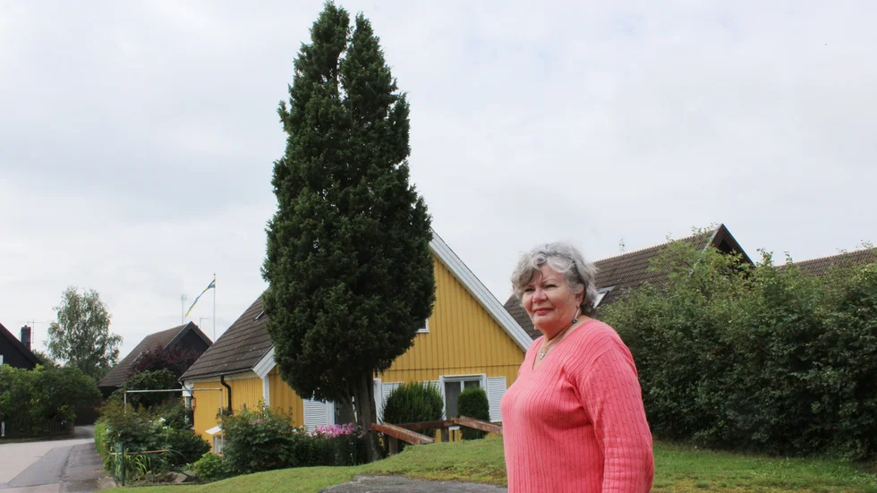 Brith-Marie Karlsson, Gunnebo, har en gigantisk enbuske i sin trädgård, närmare bestämt tio meter hög.