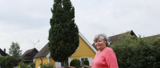 Här växer det mycket på liten yta • Enbusken mäter runt tio meter