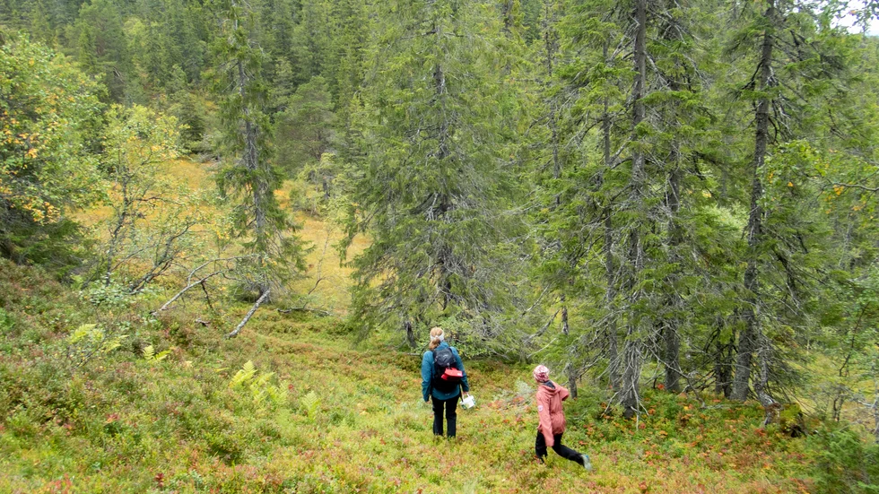 Östergötland har en stor mängd vacker och tillgänglig natur, både skyddad och oskyddad, däribland ca 287 naturreservat. 