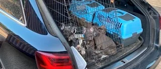 Rekordmånga smuggelhundar stoppas vid gränspassagerna: "Klar och tydlig effekt av pandemin"