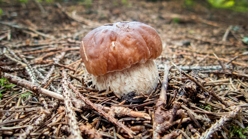 En stensopp i en barrskog i Norge. Arkivbild.