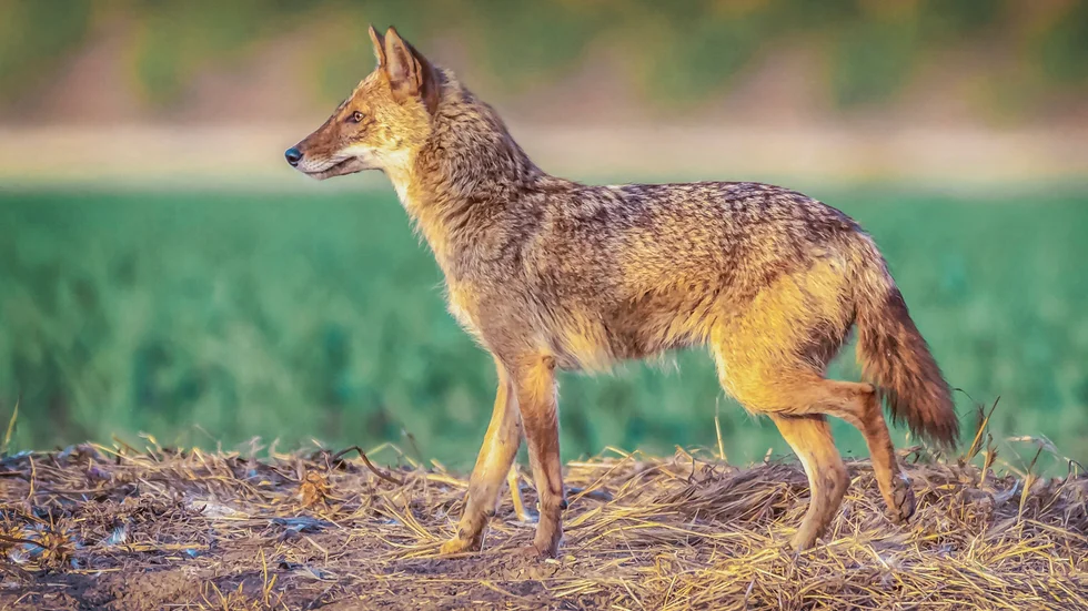 Guldschakal (Canis aureus) fotograferad i Israel. Arkivbild.