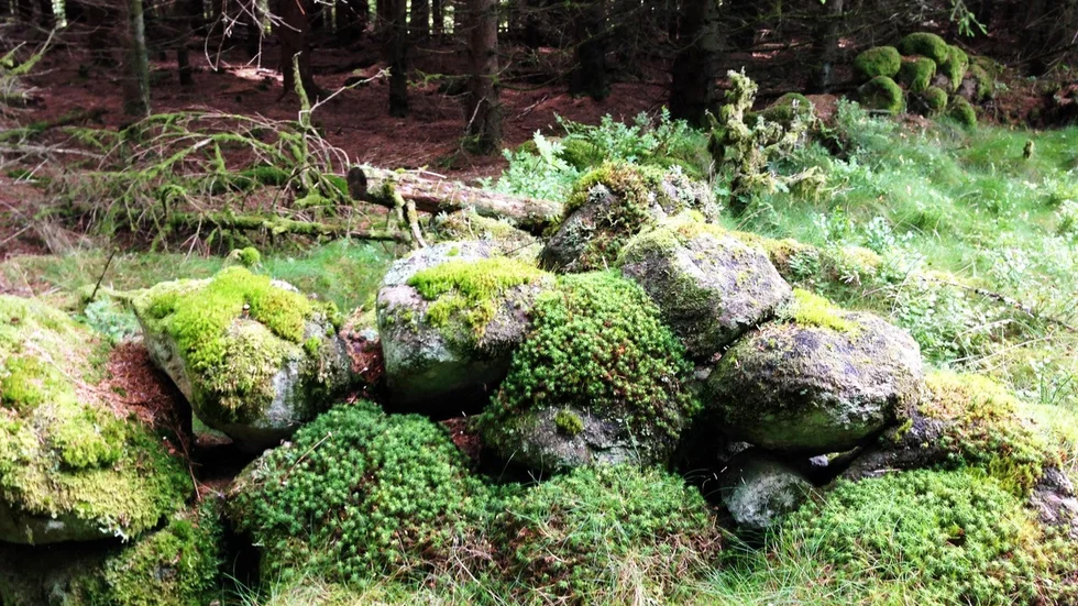 Detta är lämningarna efter en gård i mellersta Halland där krönikörens släkt levde på 1700-talet. Då fanns ingen skog här, bara ljunghedar.