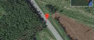 Älg på vägen på E4