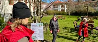 Kyrkan vill få mer surr i sina trädgårdar – välkomnar humlor: "Utan humlor, inget liv"