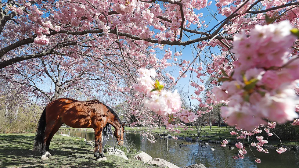 Blommande körsbärsträd utgör en vacker fond för hästfotografering.