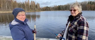 Tonvis med ädelfisk lockar tusentals till Hjällsjön
