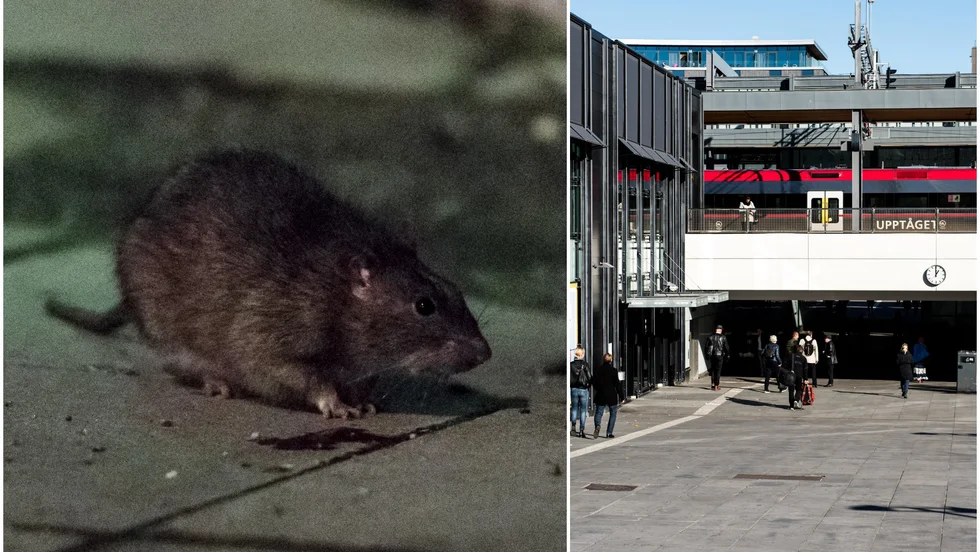 "Vi har absolut märkt en ökad råttaktivitet i Resecentrum", säger Jenny Westermark, arbetsledare för parkenheten på Uppsala kommun. Råttan på bilden är dock inte fotograferad vid Resecentrum.