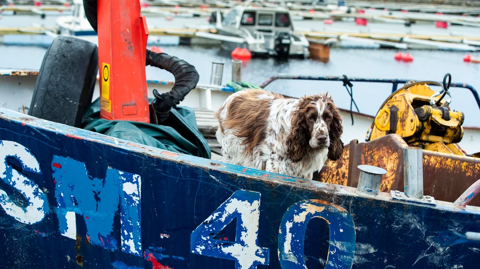 Uma, en engelsk springer spaniel, är alltid med när husse Jan Skott ger sig ut till sjöss. Här är hon beredd att hålla ett vakande öga på upprustningen av småbåtshamnen i Lövskär.