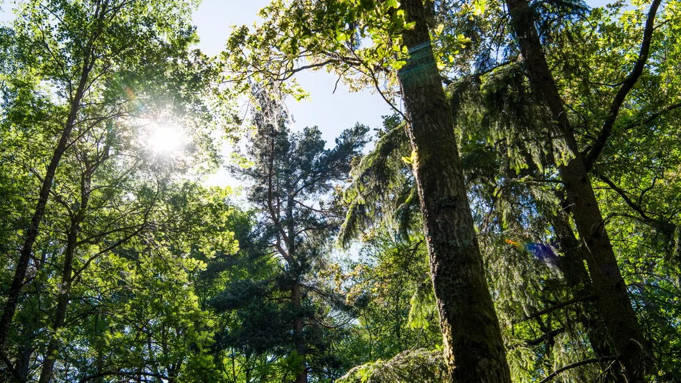 Det borde vara förbjudet att köra sönder kulturvärden i skogen.