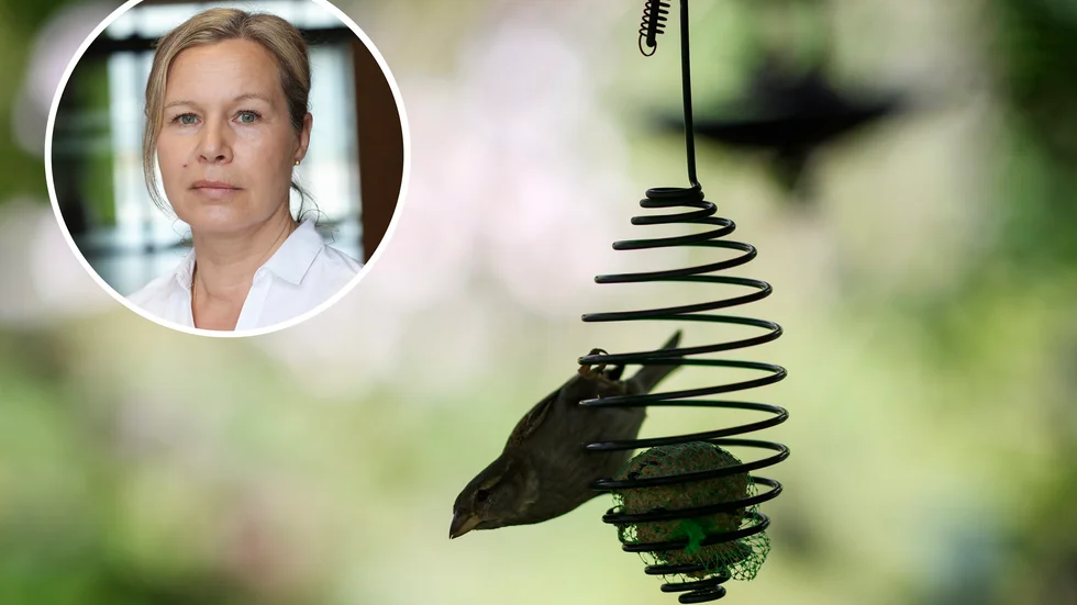  "Det är inte så att vi säger att man inte ska mata vilda fåglar utan det som gäller är att skydda de tama fåglarna", säger Katharina Gielen Tf. smittskyddschef på Jordbruksverket. 