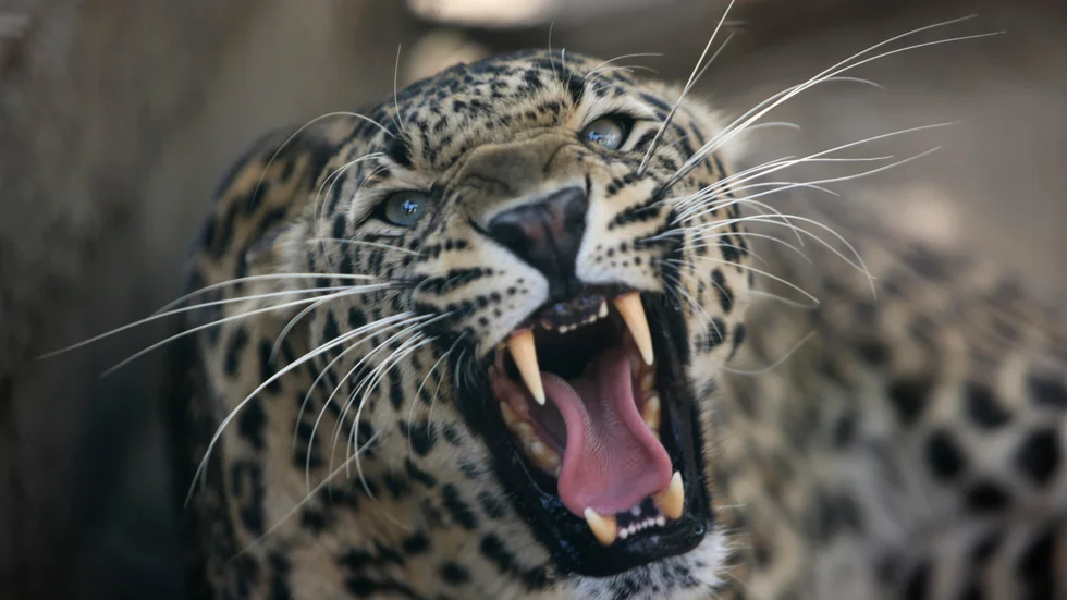 Vilda leoparder är vanliga i indiska Madhya Pradesh, men just denna bor på en djurpark i delsten Jammu och Kashmir. Arkivbild.