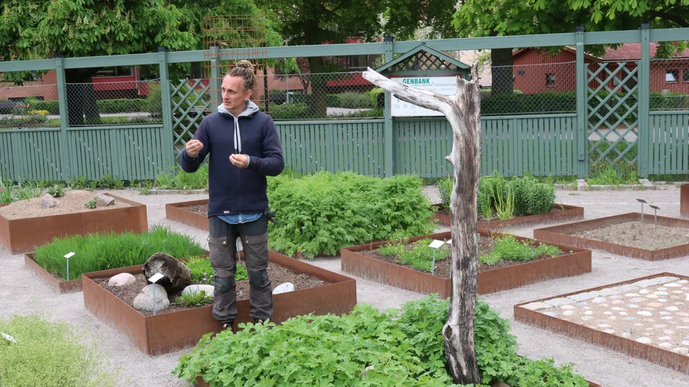 Trädgårdsmästare Klas Schlichting berättar om Brandnävan. I odlingslotten står en bränd trädstam för att efterlikna växtens naturliga miljö.