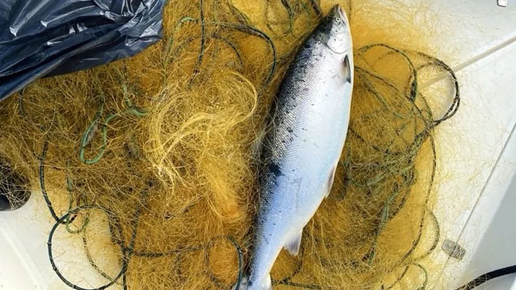 På onsdagen beslagtogs nät på sex platser i Kalix skärgård.