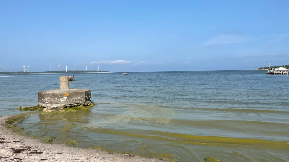 Undvik att bada i vatten med algblomning, speciellt med barn och djur. Bilden är en genrebild från Gotland.