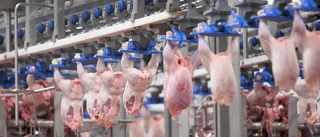 Minskad försäljning för Kronfågel efter uppmärksamheten