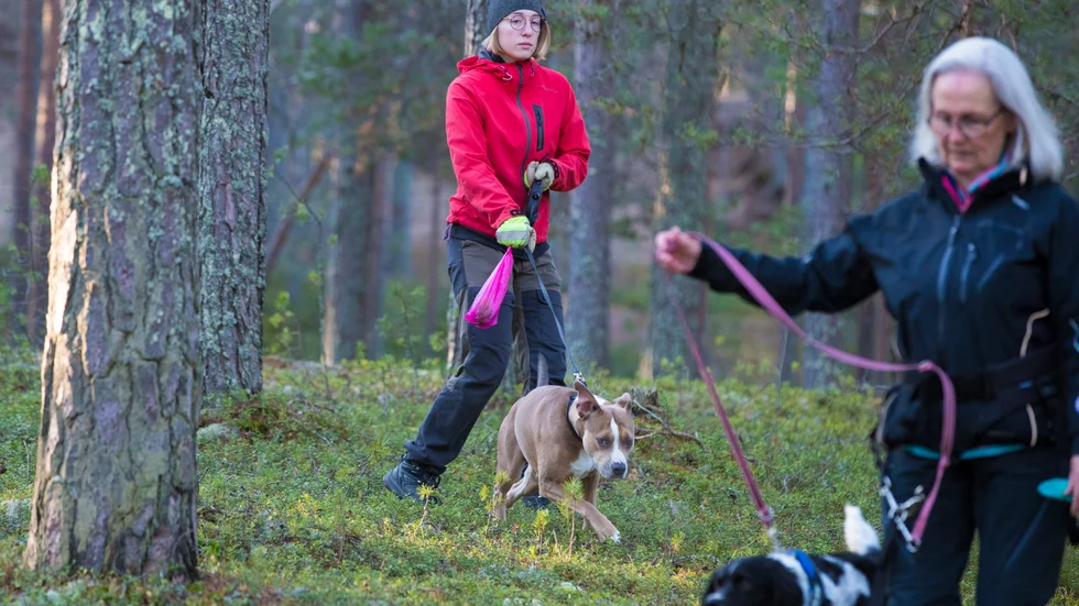 Kallaxheden bjuder på fina promenadstråk. 
