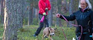 Anneli lever sin dröm • Öppnade dagcenter för hundar • "Svårt att vara deprimerad"