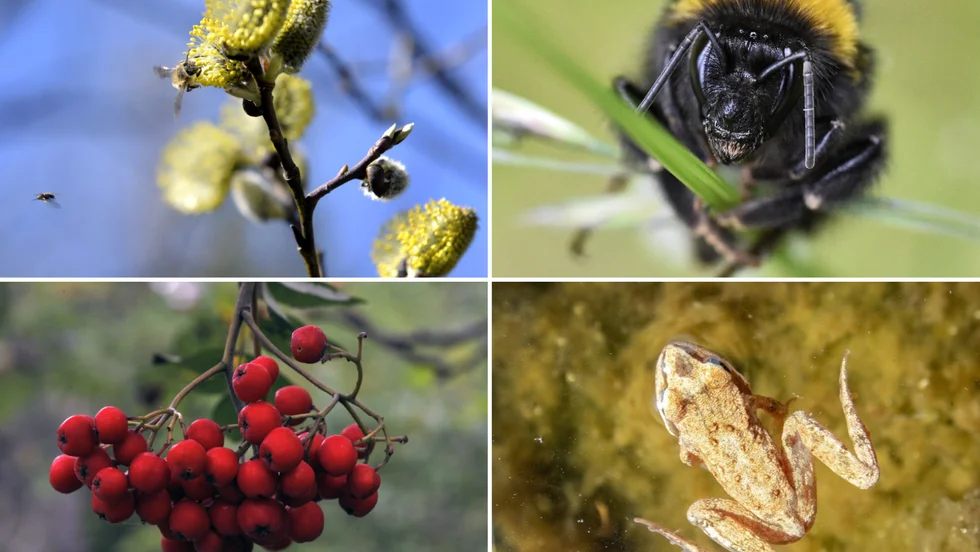 Olika typer av livsmiljöer är viktiga för att bevara den biologiska mångfalden och vissa av dem har starkare skydd än andra. Sälgen är viktig frukost för vårpigga humlor, bär är bra mat för fåglar om hösten och öppna diken uppskattas av groddjur.